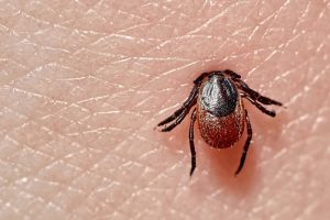 tick with head buried